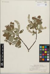 Foto von Salix glauca L.